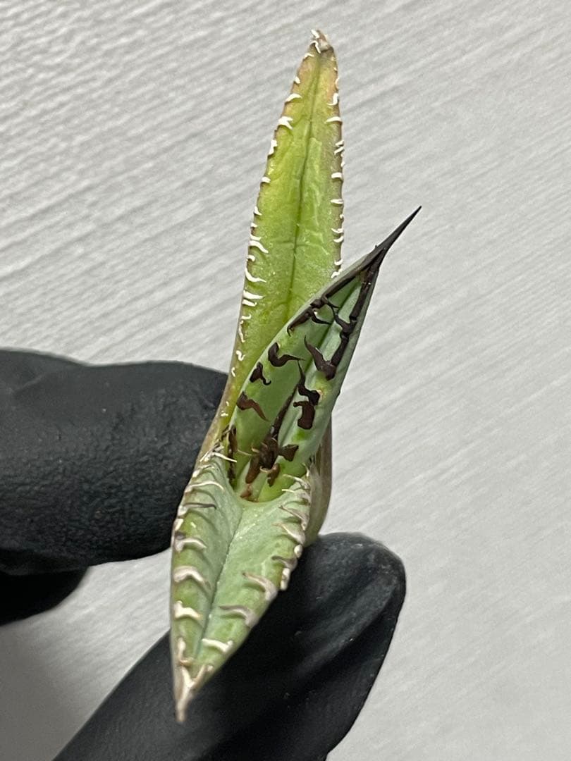 ジェレミー産Hidden Agaveアガベ ホワイトファング&クリープ