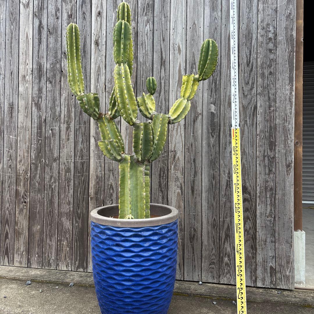 グ*ン様 売り切越冬済　シンボルツリーにどうぞ　柱サボテン　鬼面角　ドライガーデ