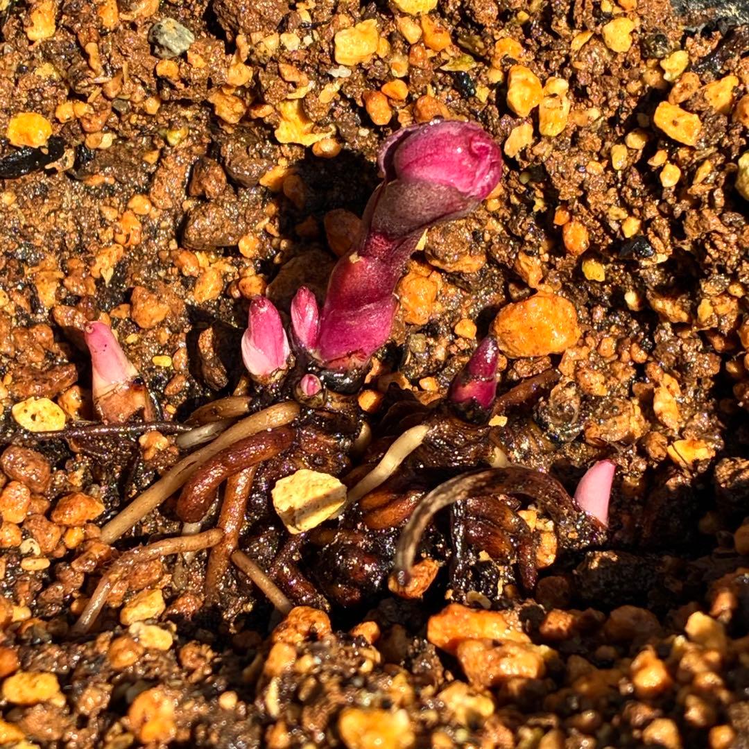 s*い様 ☘️蕾付き☘️沢山新芽3387⭐️BELCHERI⭐️PINK ICE