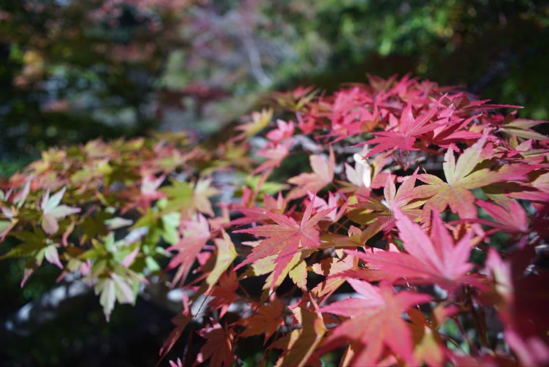 【良品】OLYMPUS OM G.ZUIKO 21mm f3.5 純正付属品付