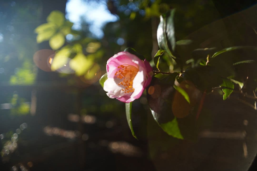 【良品】OLYMPUS OM G.ZUIKO 21mm f3.5 純正付属品付