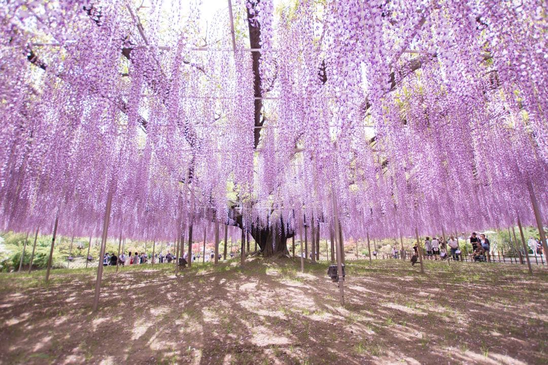 SIGMA dp2 Merrill カメラ　美品