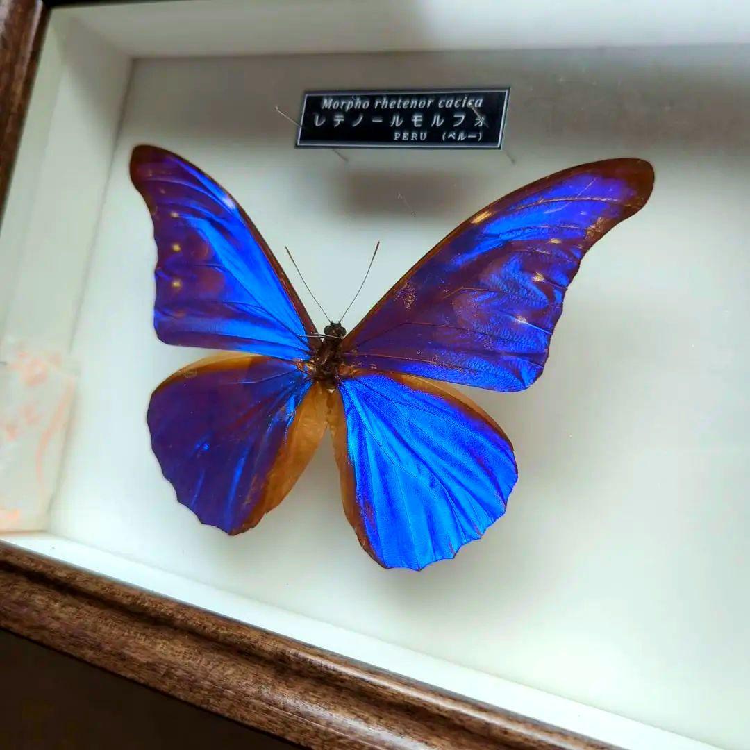 レテノールモルフォ　美麗　青い宝石　蝶　レテノールカキカモルフォ　標本　 美品