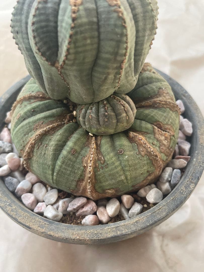 。*カ様 オベサ 4号サイズ