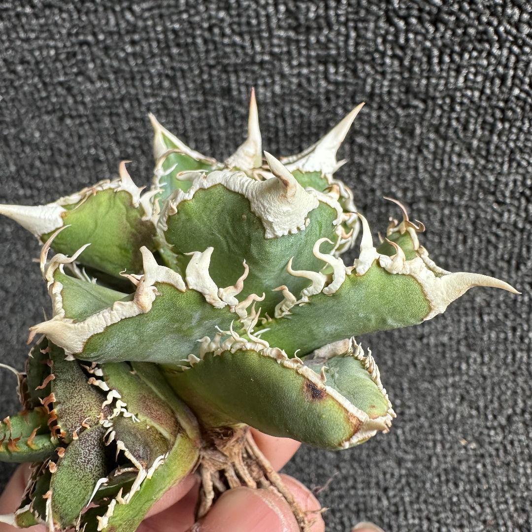 H*C様 2161アガベ チタノタ 大白鯊 精選優良株 子株附 葉に傷があります
