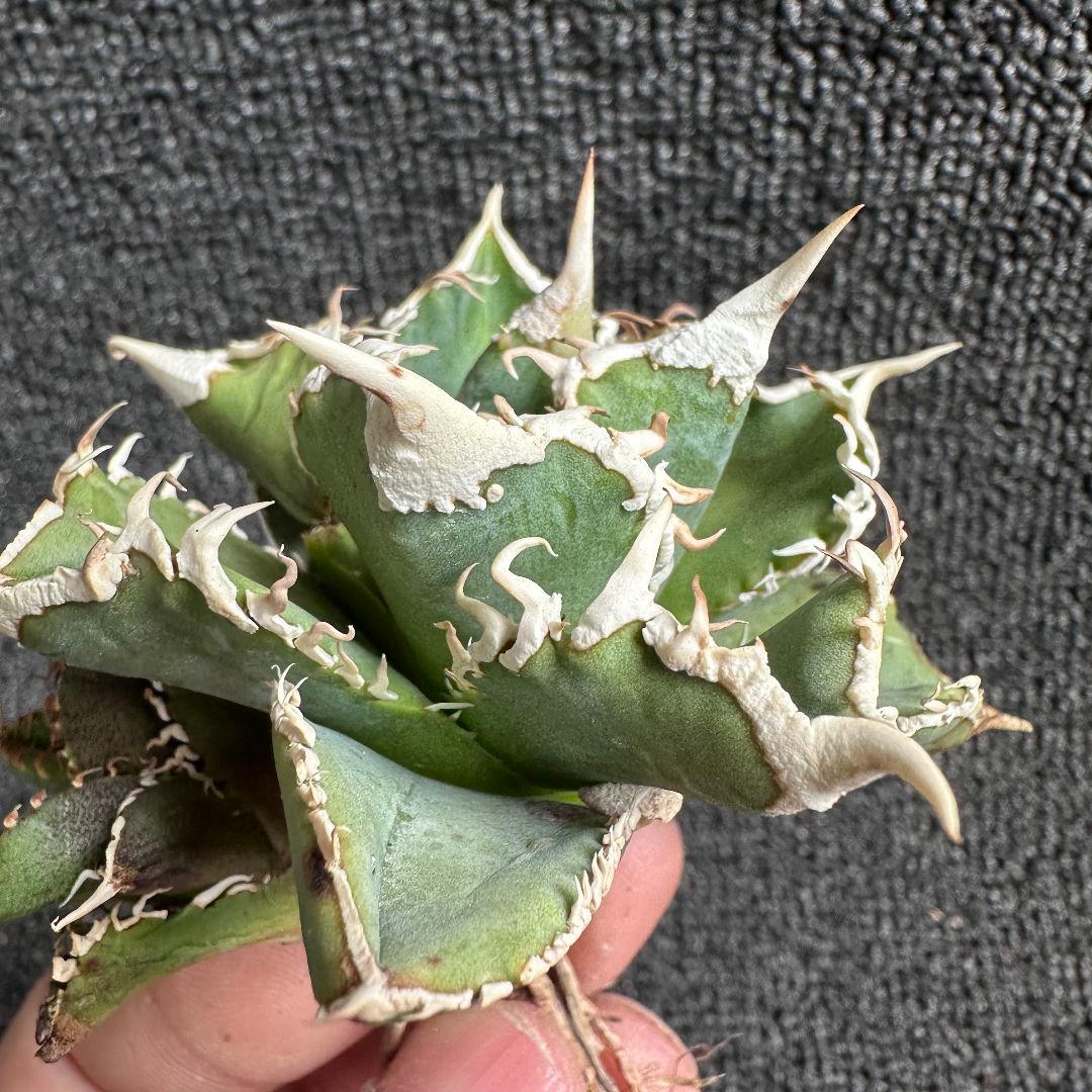 H*C様 2161アガベ チタノタ 大白鯊 精選優良株 子株附 葉に傷があります
