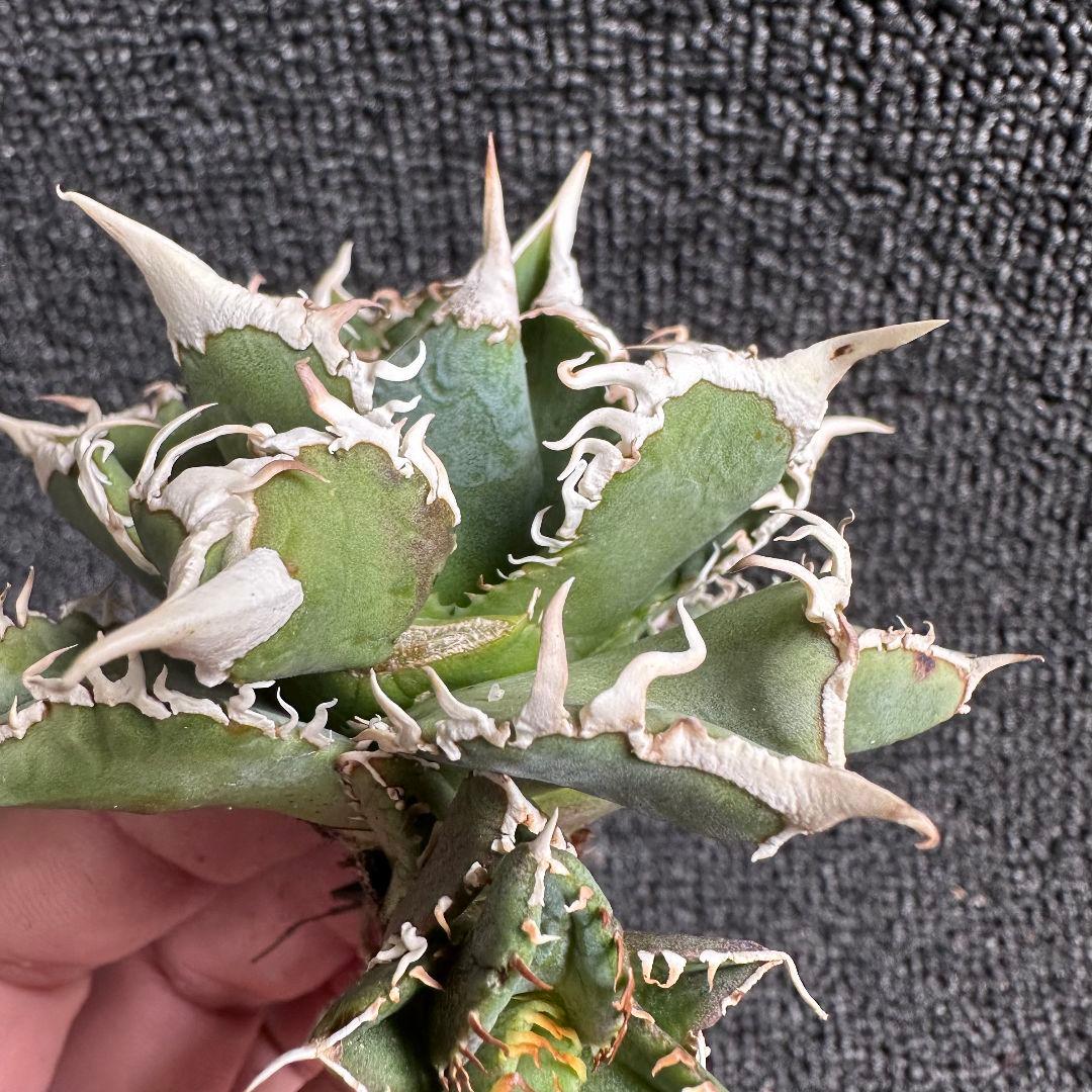 H*C様 2161アガベ チタノタ 大白鯊 精選優良株 子株附 葉に傷があります