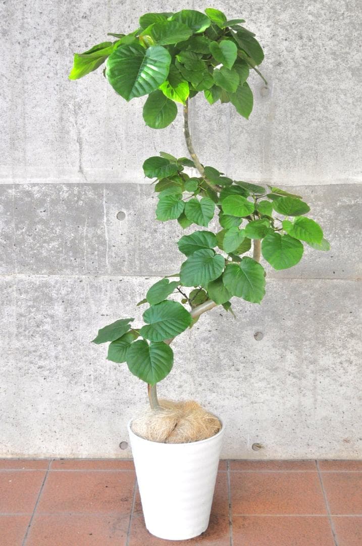 フィカス・ウンベラータ 150cm１０号 S-shaped tree form