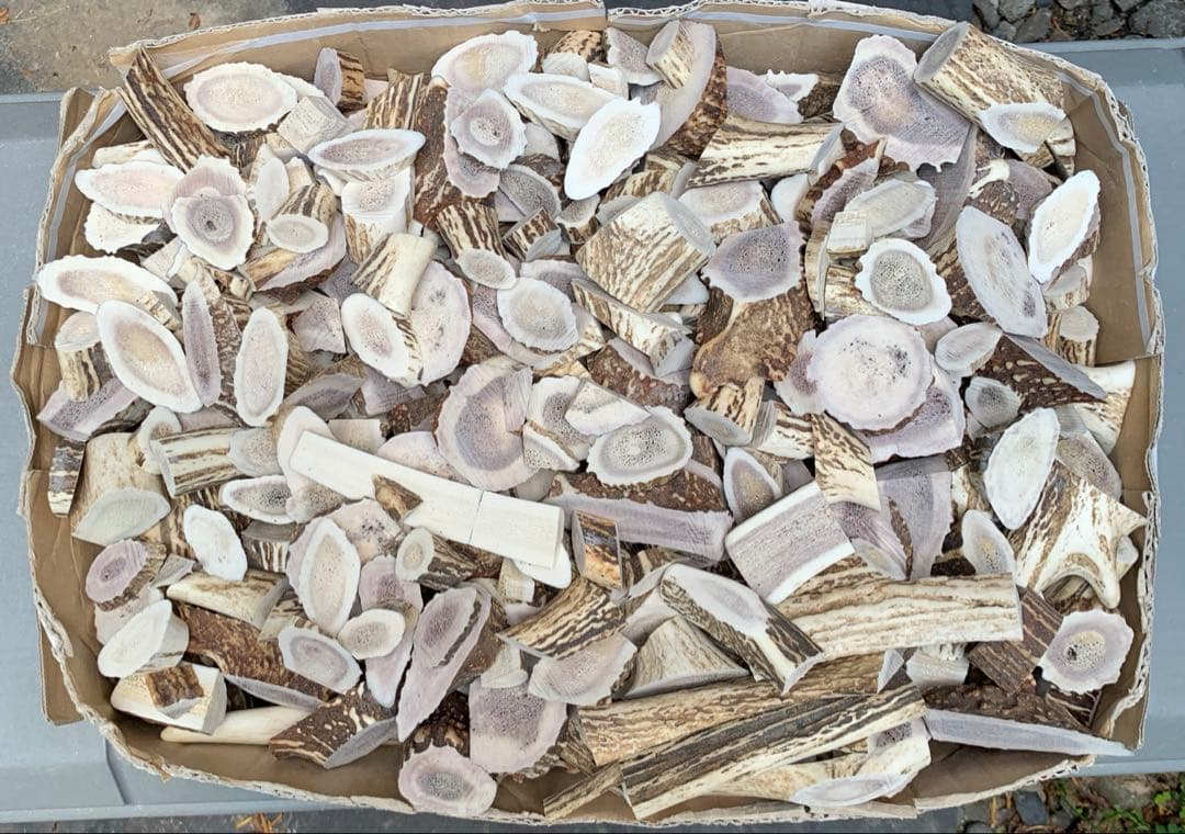 No.2050『鹿角加工材セット』鹿の角　エゾ鹿　鹿角　蝦夷鹿