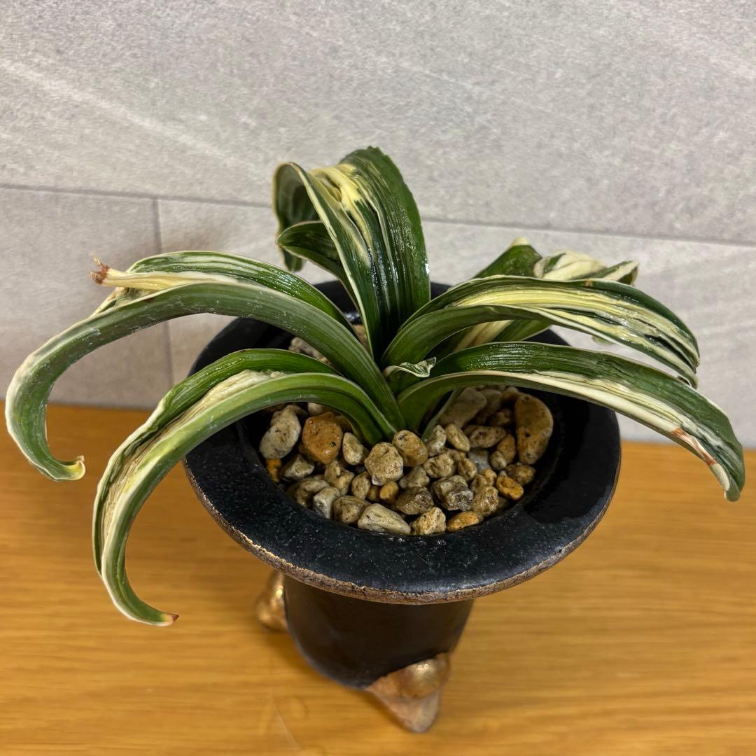 万年青　玉姫　羅紗獅子　おもと　縁金鉢