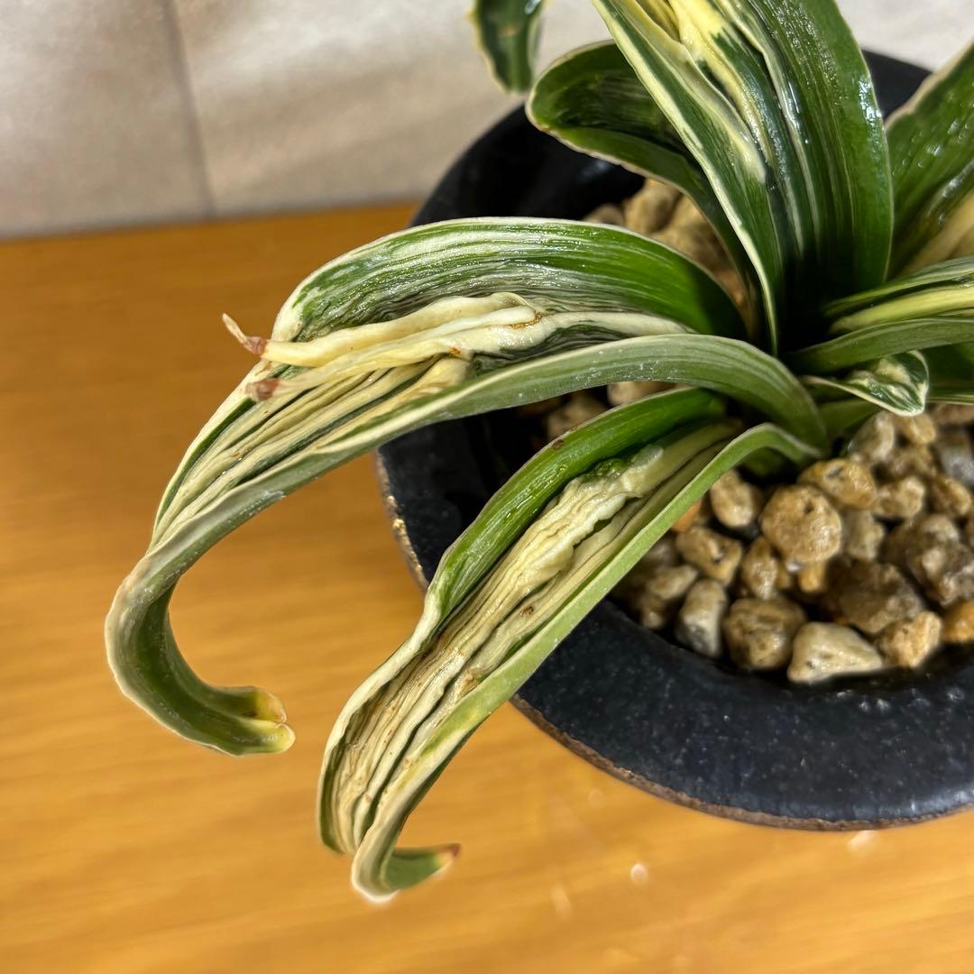 万年青　玉姫　羅紗獅子　おもと　縁金鉢