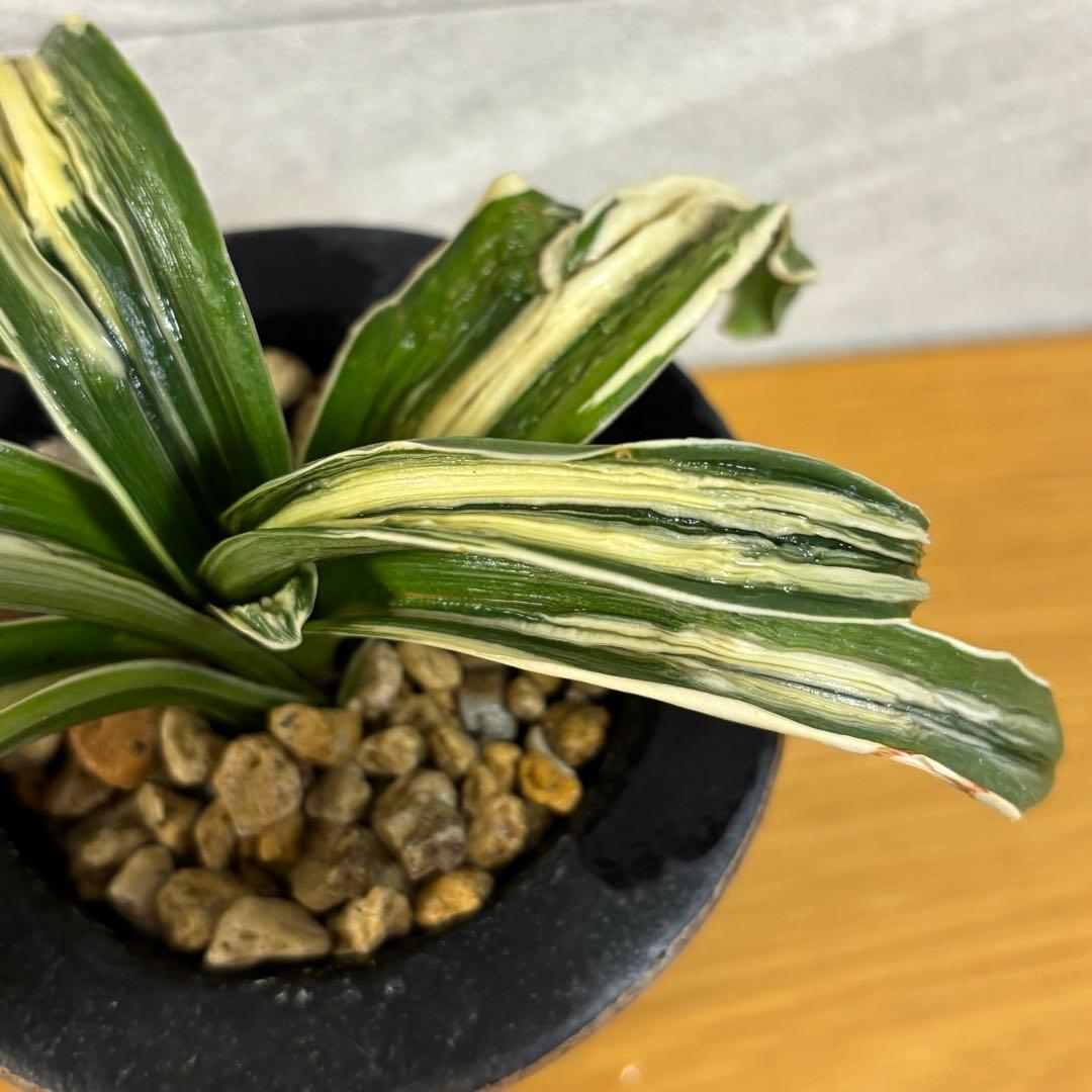 万年青　玉姫　羅紗獅子　おもと　縁金鉢