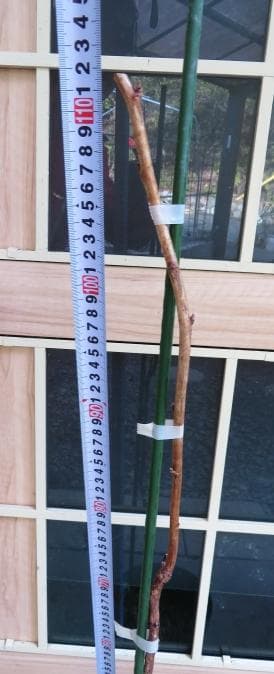 【hasemania様】ラズベリー苗 Tulameen（トゥラミーン）　大株