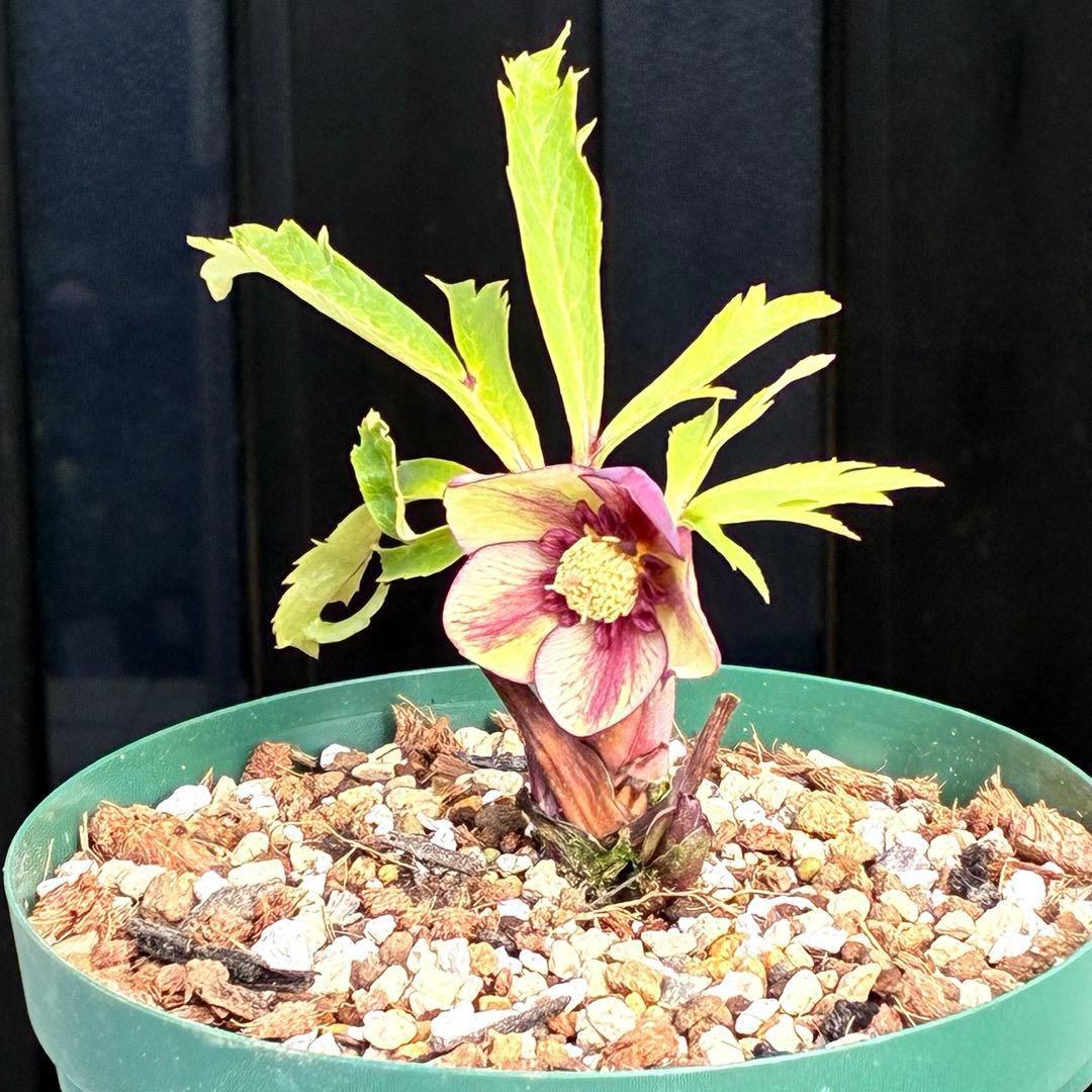 n*1様 3495☘️蕾花タグ付☘️SD⭐️トルカータスボスニアHYB⭐️￼超小