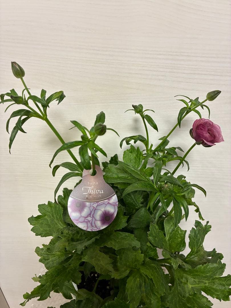 ラナンキュラスラックス　開花株　新品種　ペネロペ　ディーバ　ヘスティア　3苗