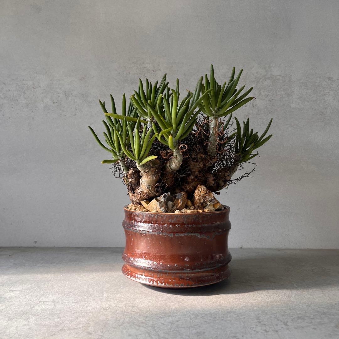 S*y様 大株　チレコドン　レティキュラータス　万物想　 現地球　発根済　陶器鉢