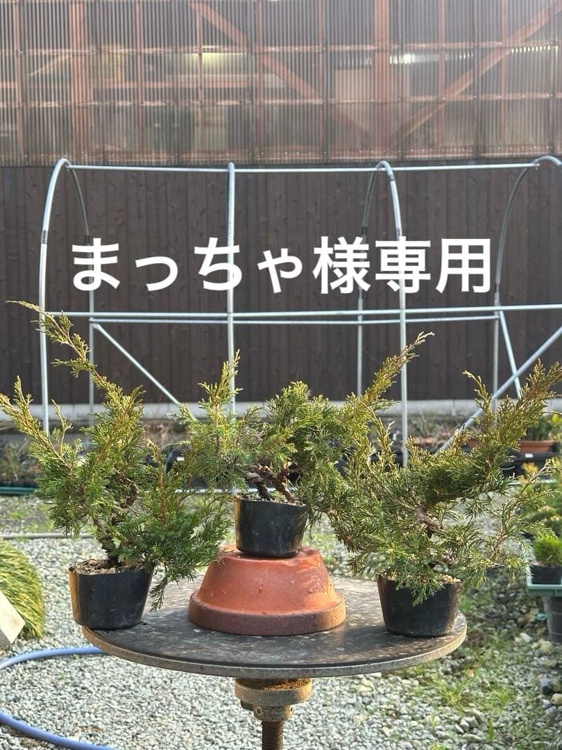 盆栽素材 糸魚川真柏3本まとめ売り