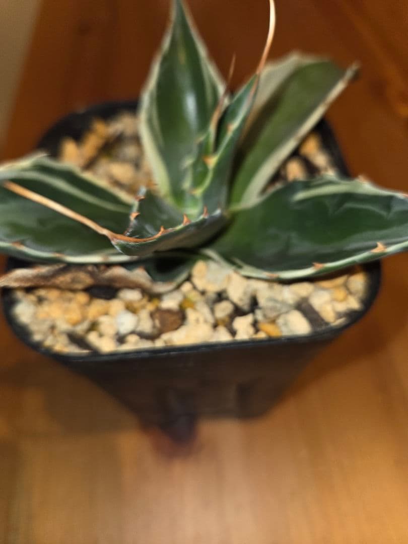 フルサワ　アガベモンタナ　白覆輪