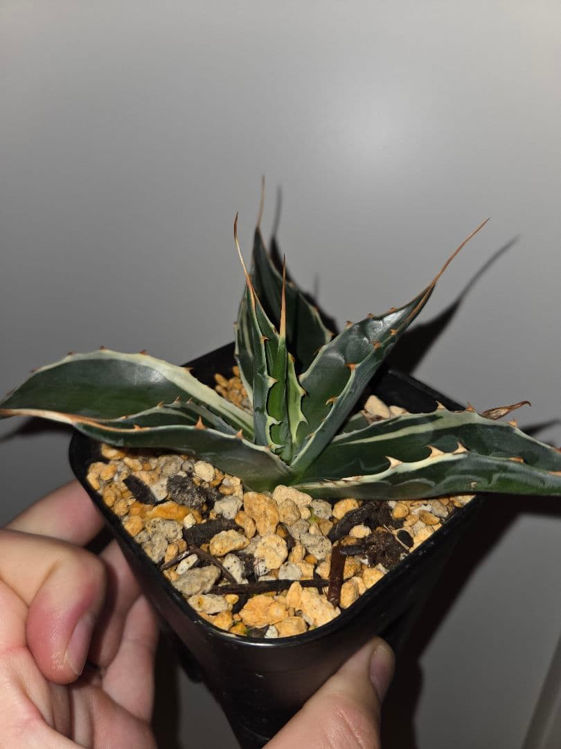 フルサワ　アガベモンタナ　白覆輪