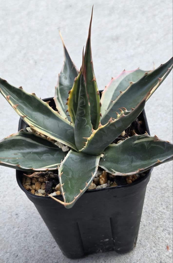 フルサワ　アガベモンタナ　白覆輪