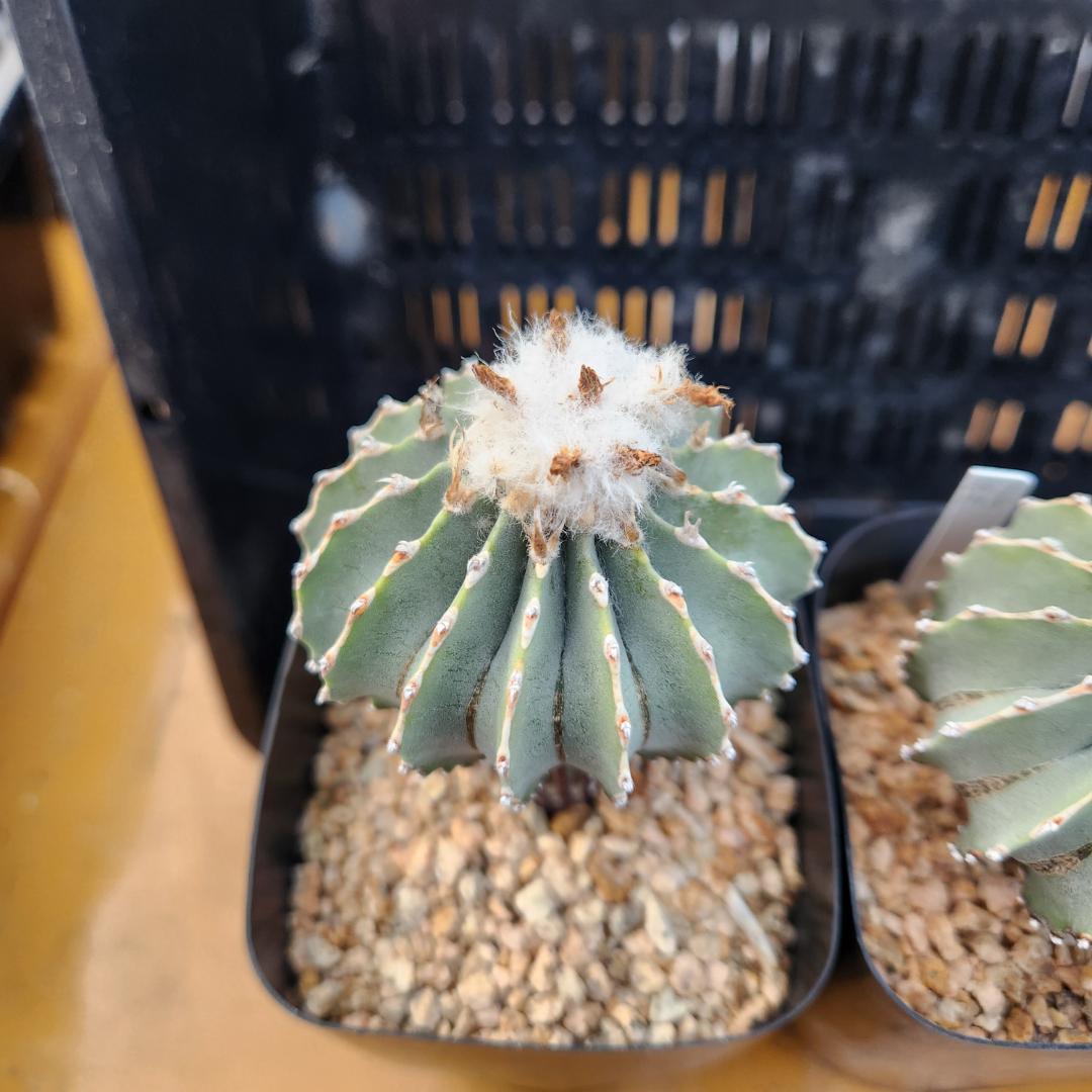 た*ん様 サボテン　ゲオヒントニアメキシカーナ