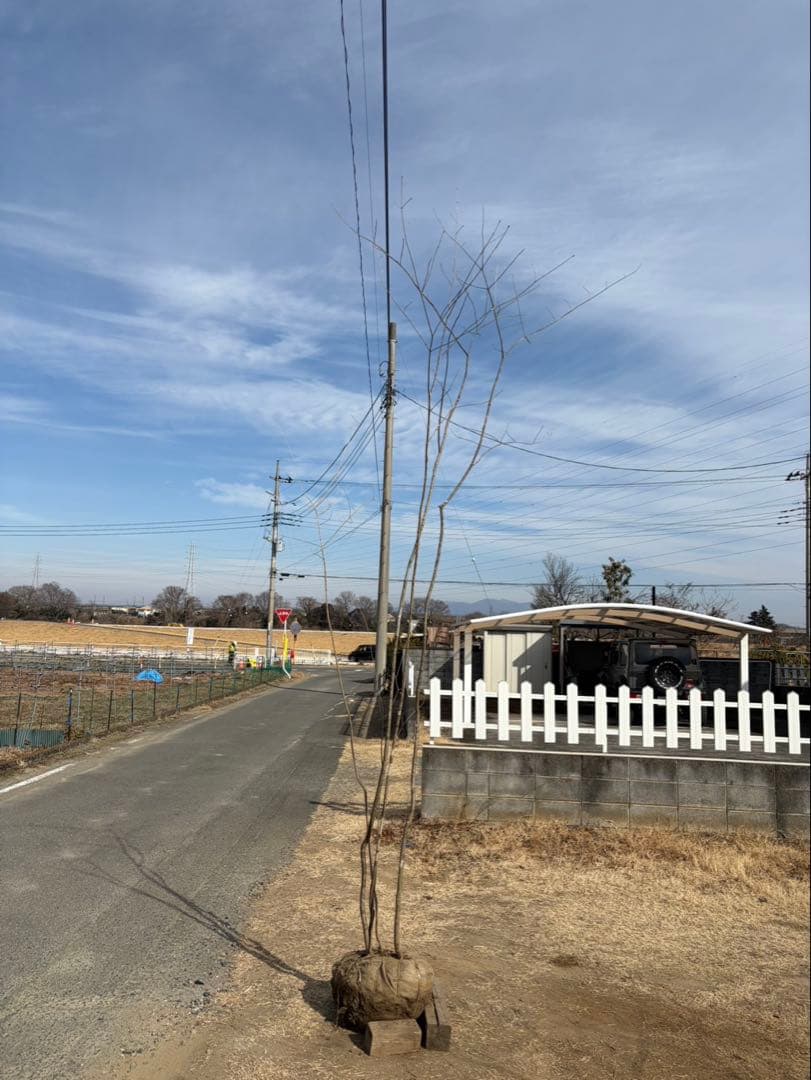 山採り アオダモ 株立ち 4本立ち 自然樹形