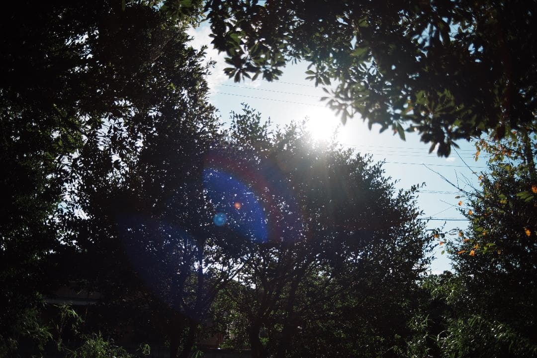 素直な色で写せる Canon New FD 28mm F2.8 112