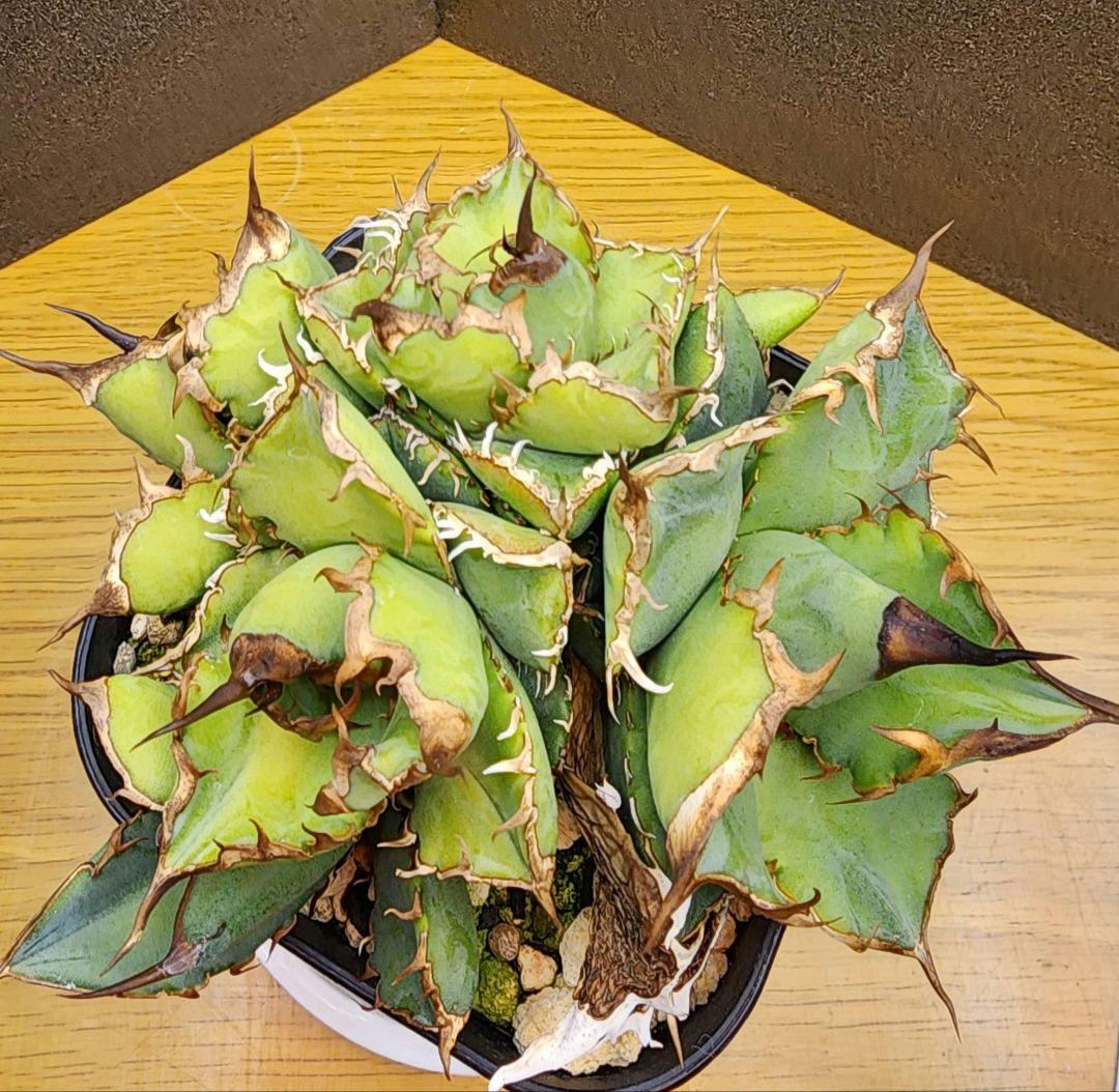 こ*ん様 多頭　アガベ　チタノタローズ　イラン株