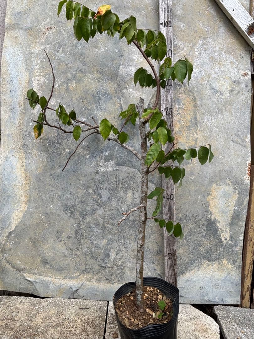 スターフルーツ　取り木苗木　1株