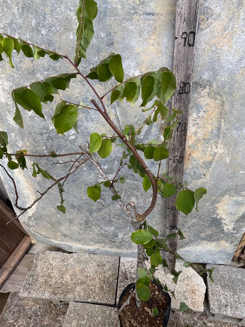 スターフルーツ　取り木苗木　1株