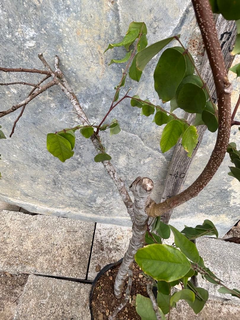 スターフルーツ　取り木苗木　1株