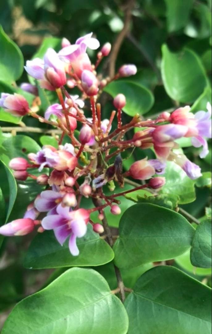 スターフルーツ　取り木苗木　1株