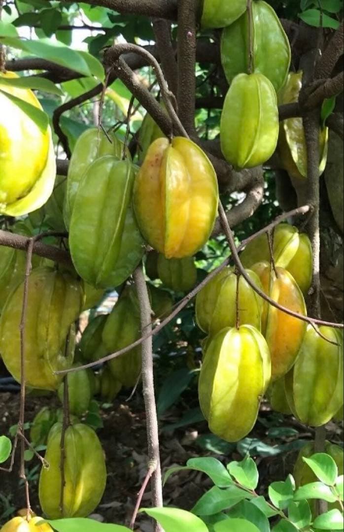 スターフルーツ　取り木苗木　1株