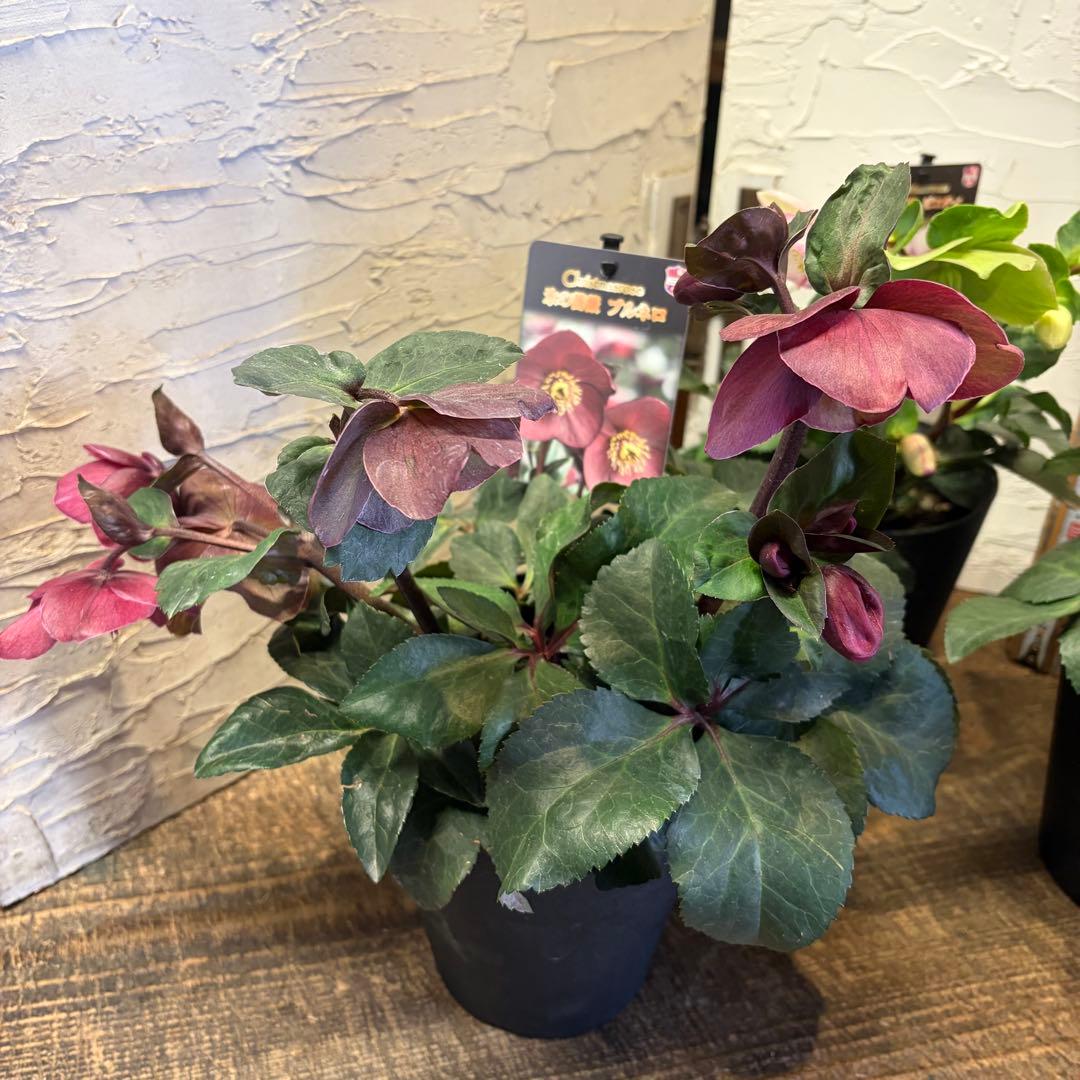 ぽ*ゃ様 【特選】　クリスマスローズ　氷の薔薇　5寸4種4鉢　ガーデニング