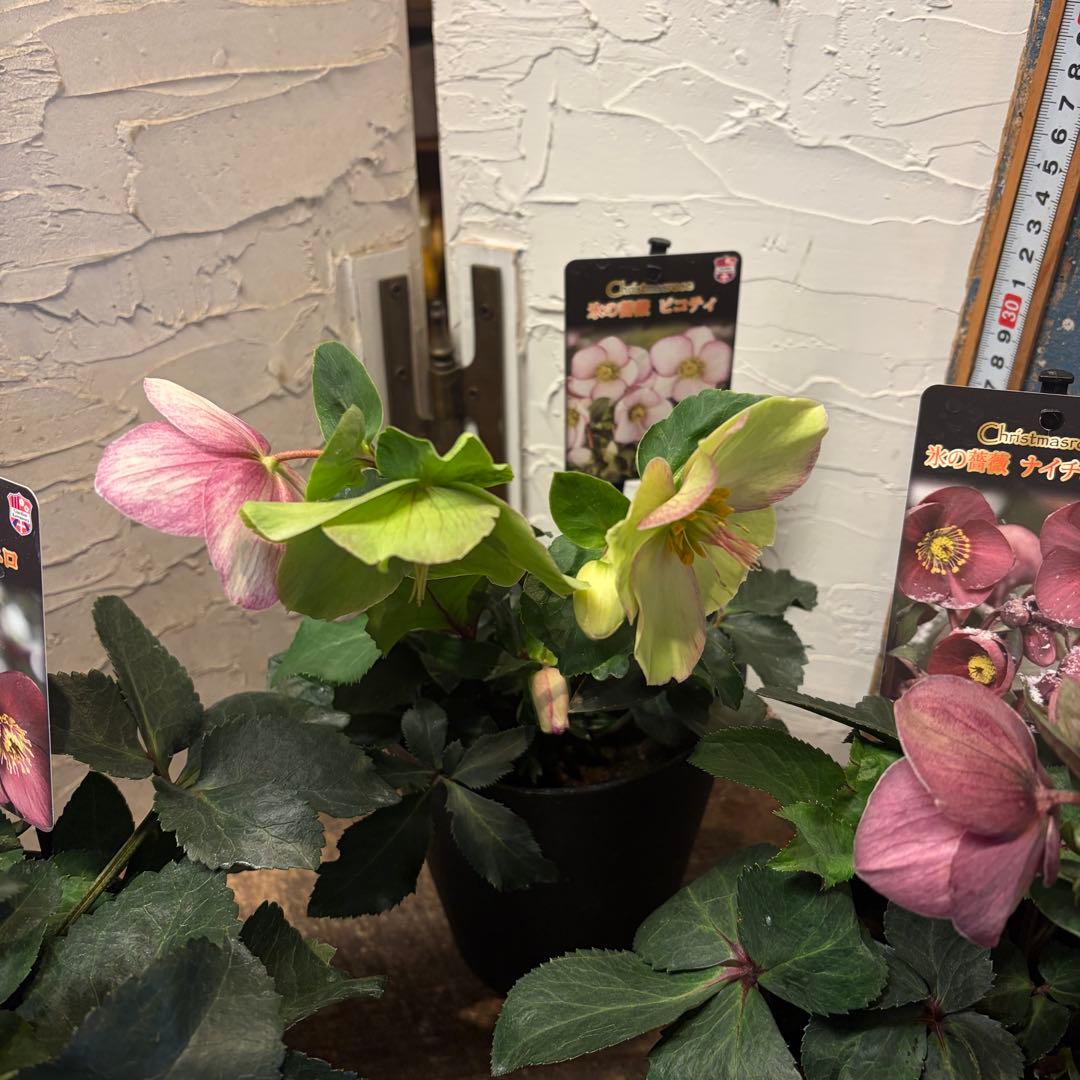 ぽ*ゃ様 【特選】　クリスマスローズ　氷の薔薇　5寸4種4鉢　ガーデニング