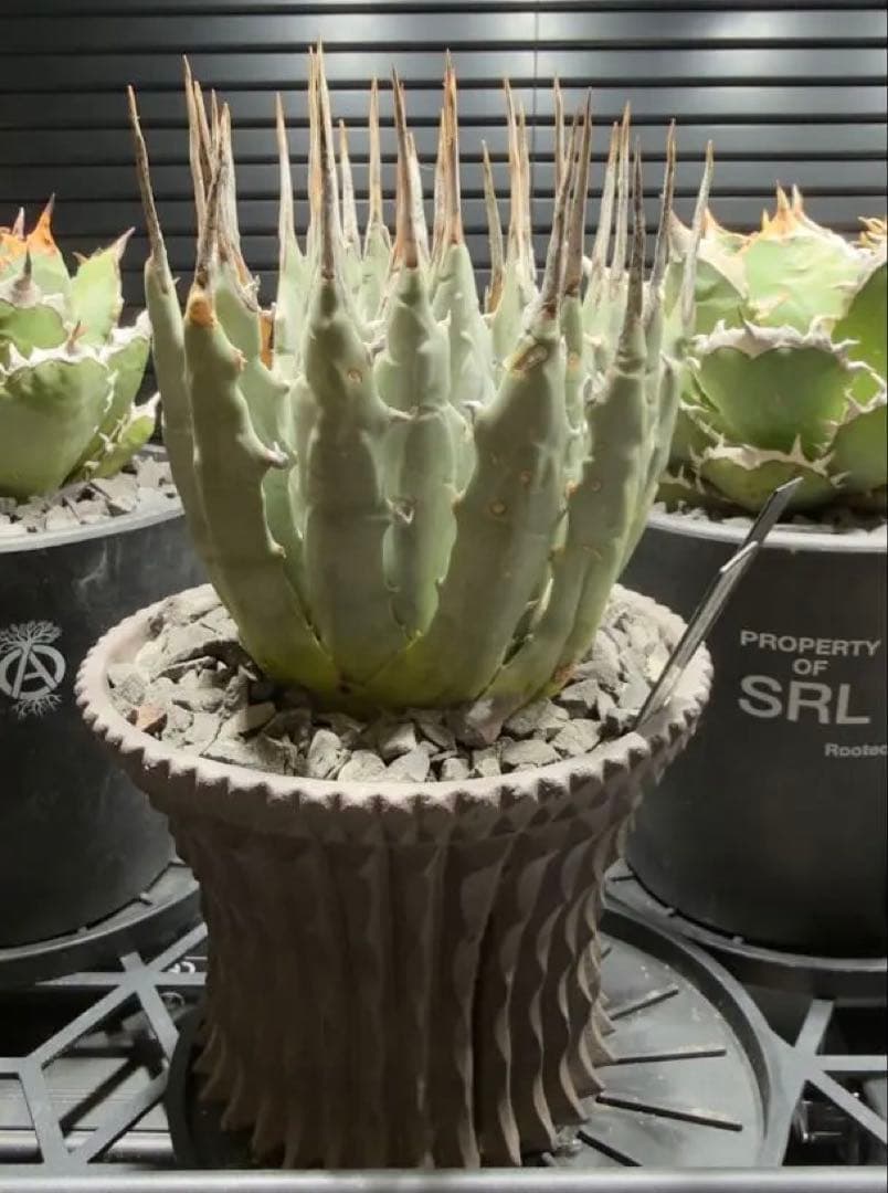 エボリスピナ　現地球　発根済