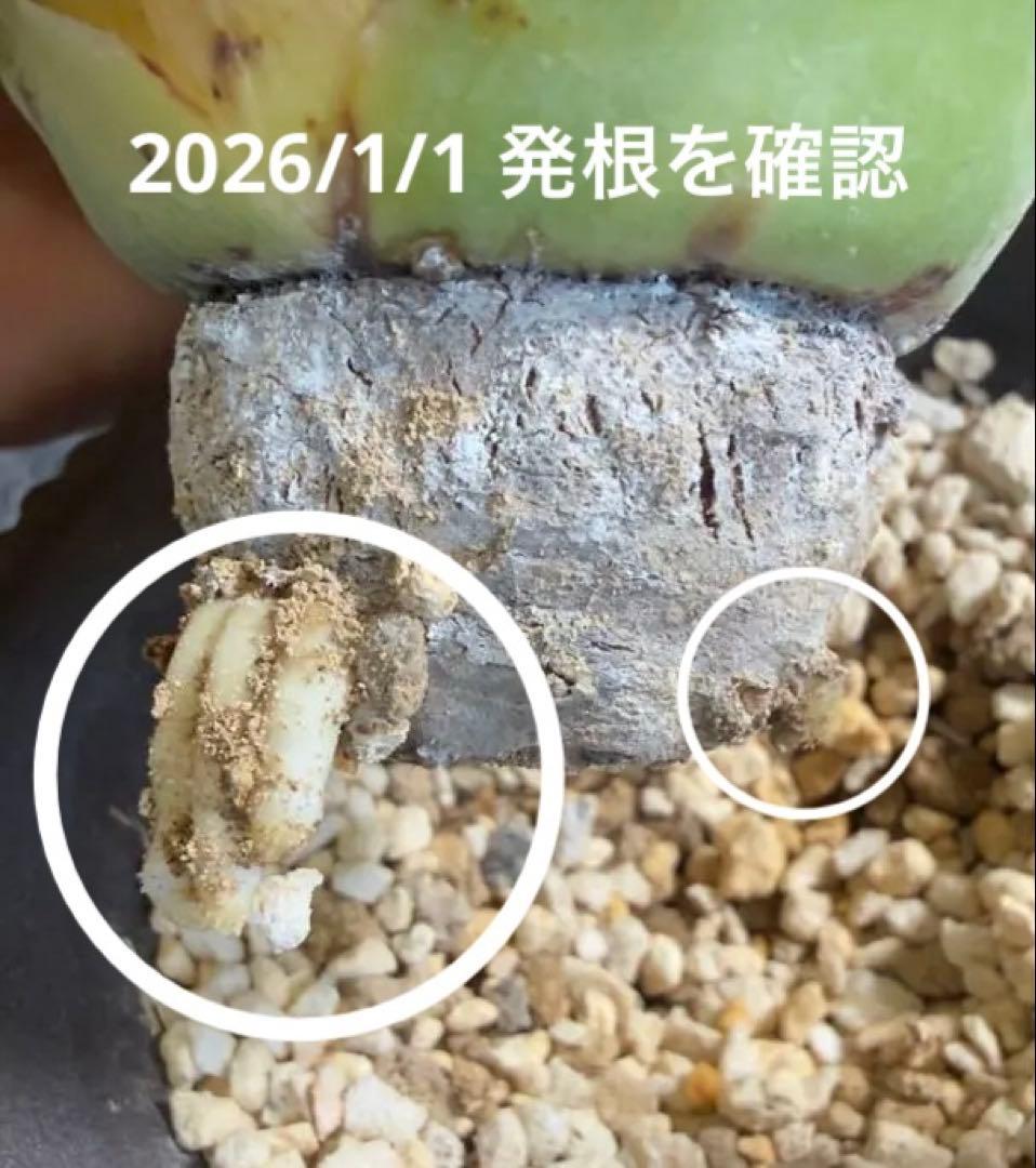 エボリスピナ　現地球　発根済