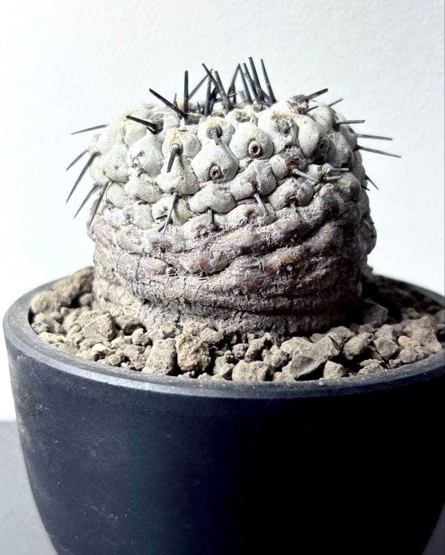 【超希少】現地球　コピアポア　シネレア　コルムナアルバ　孤竜丸　発根済　横幅6㎝