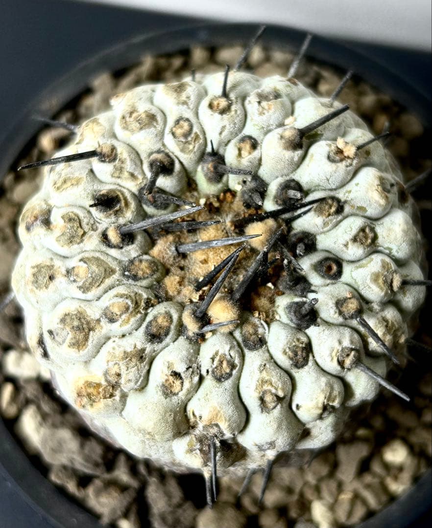 【超希少】現地球　コピアポア　シネレア　コルムナアルバ　孤竜丸　発根済　横幅6㎝