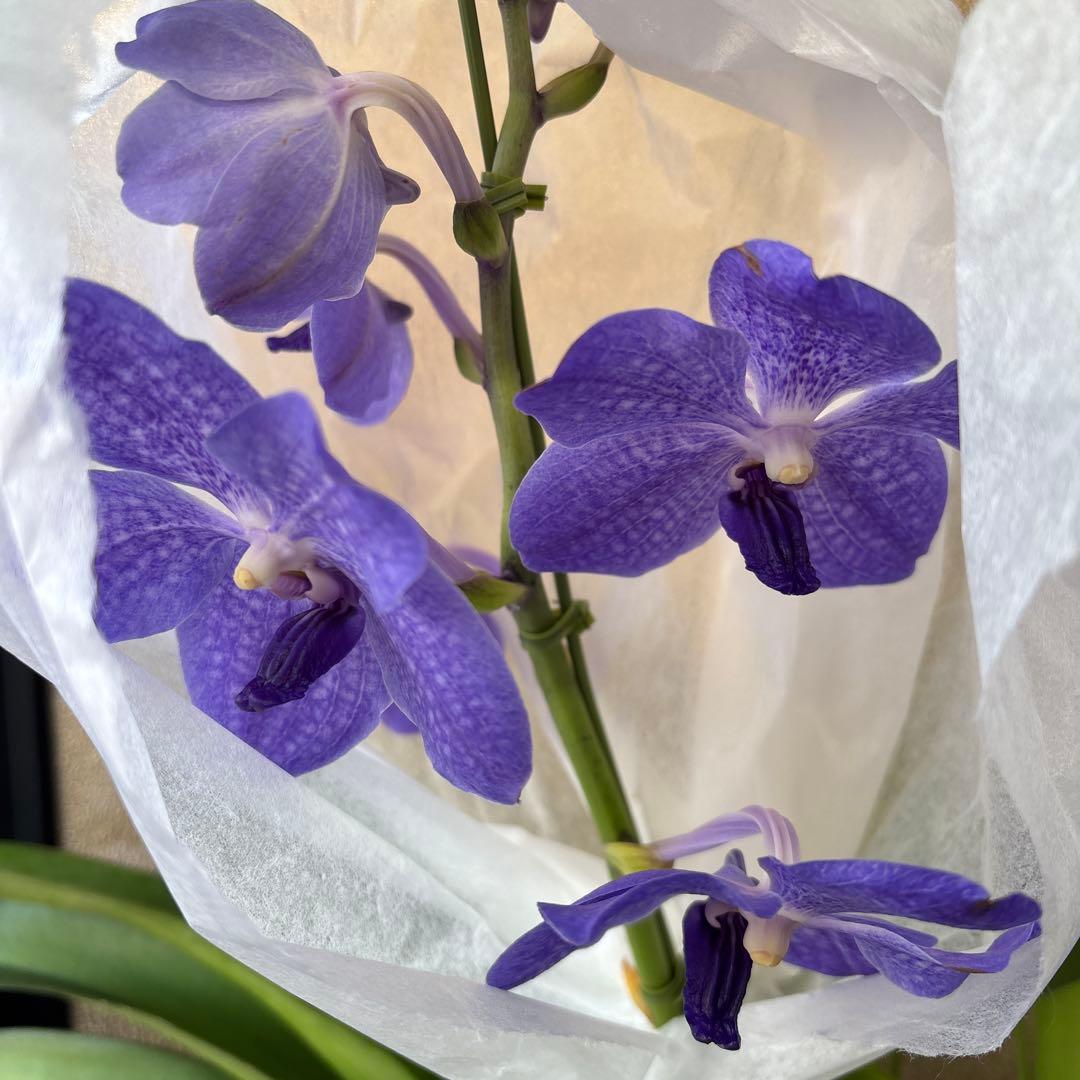 ぴ*け様 特大株　洋蘭　洋ラン　バンダ　2種セット　ピンク　ブルー