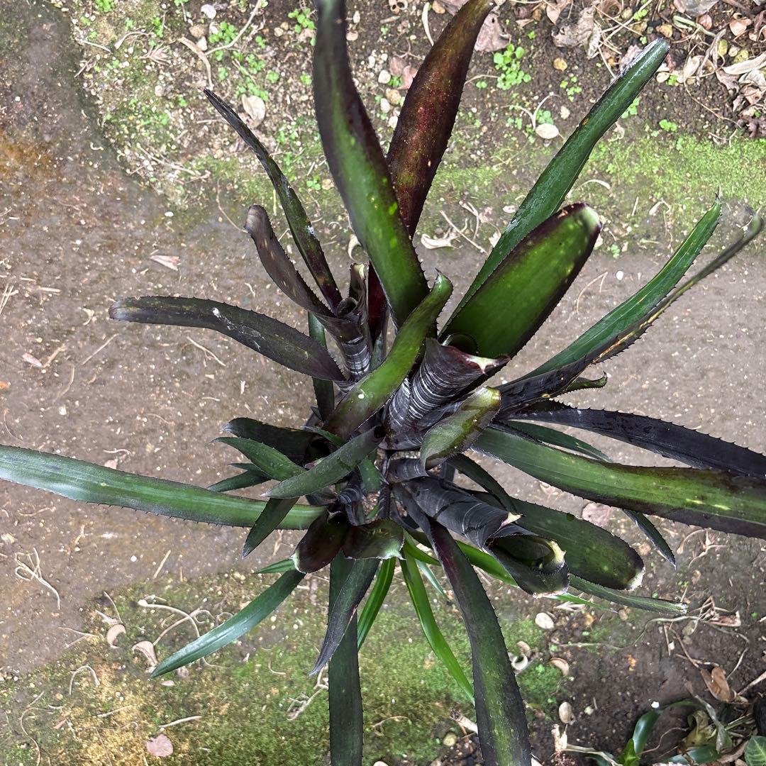 ビルベルギア　ダースベイダー　特大株②