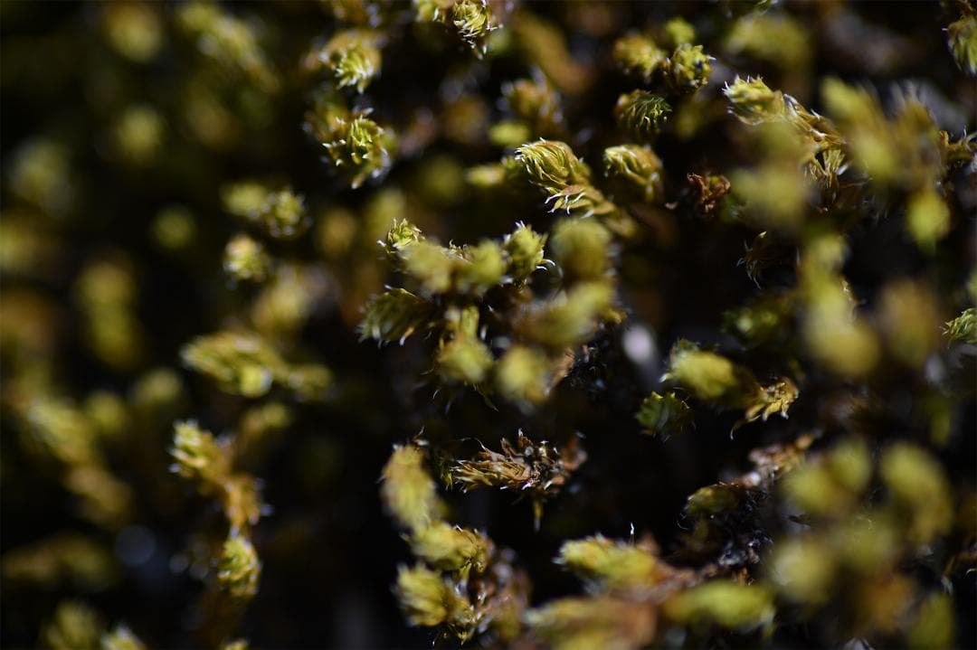 タムロン SP Macro 90mm F2.8 マクロレンズ C/Yマウント