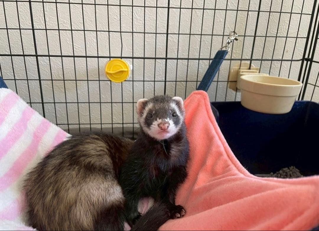 あおいの　だっこして！フェレット