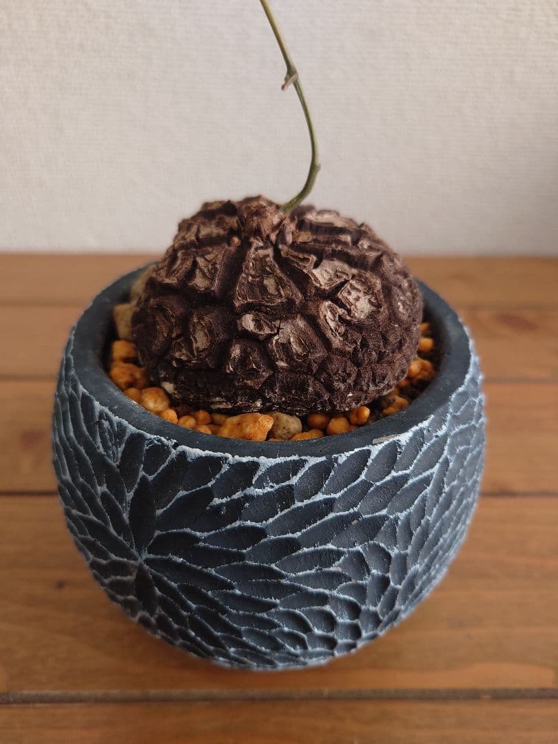 メキシコ亀甲竜 ベアルート株 発根済み ディオスコレア