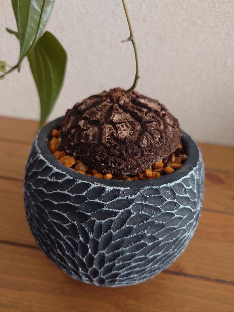 メキシコ亀甲竜 ベアルート株 発根済み ディオスコレア