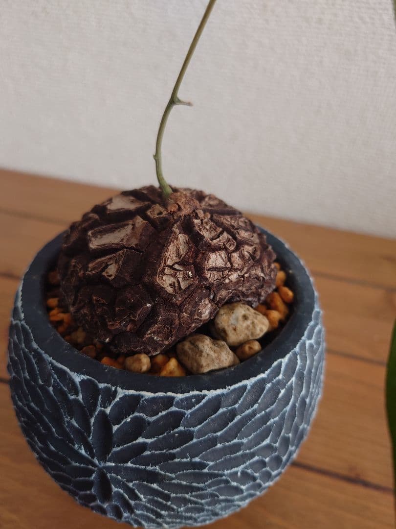 メキシコ亀甲竜 ベアルート株 発根済み ディオスコレア