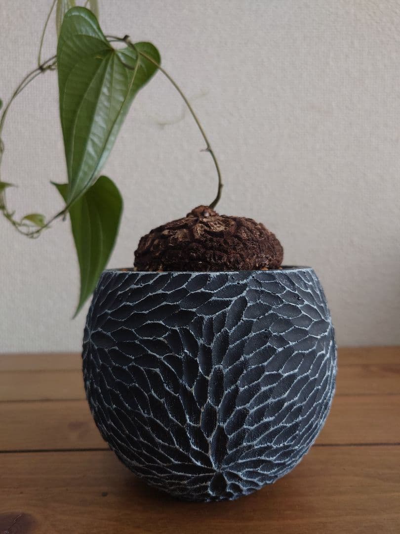 メキシコ亀甲竜 ベアルート株 発根済み ディオスコレア