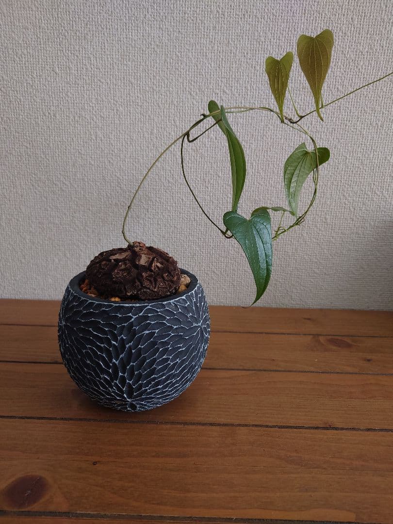 メキシコ亀甲竜 ベアルート株 発根済み ディオスコレア