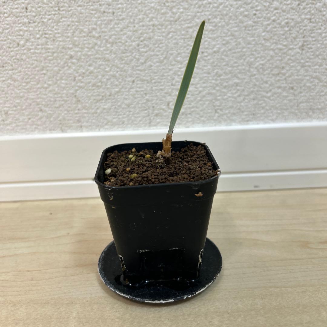 【激レア】ブーファン　ハエマンソイデス×ディスティチャ交配10 11 3株まとめ