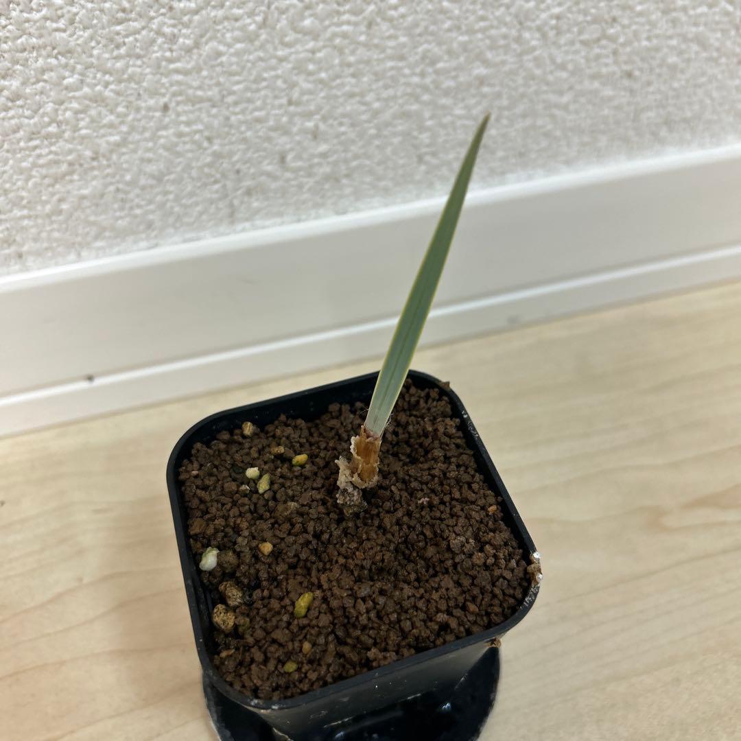 【激レア】ブーファン　ハエマンソイデス×ディスティチャ交配10 11 3株まとめ